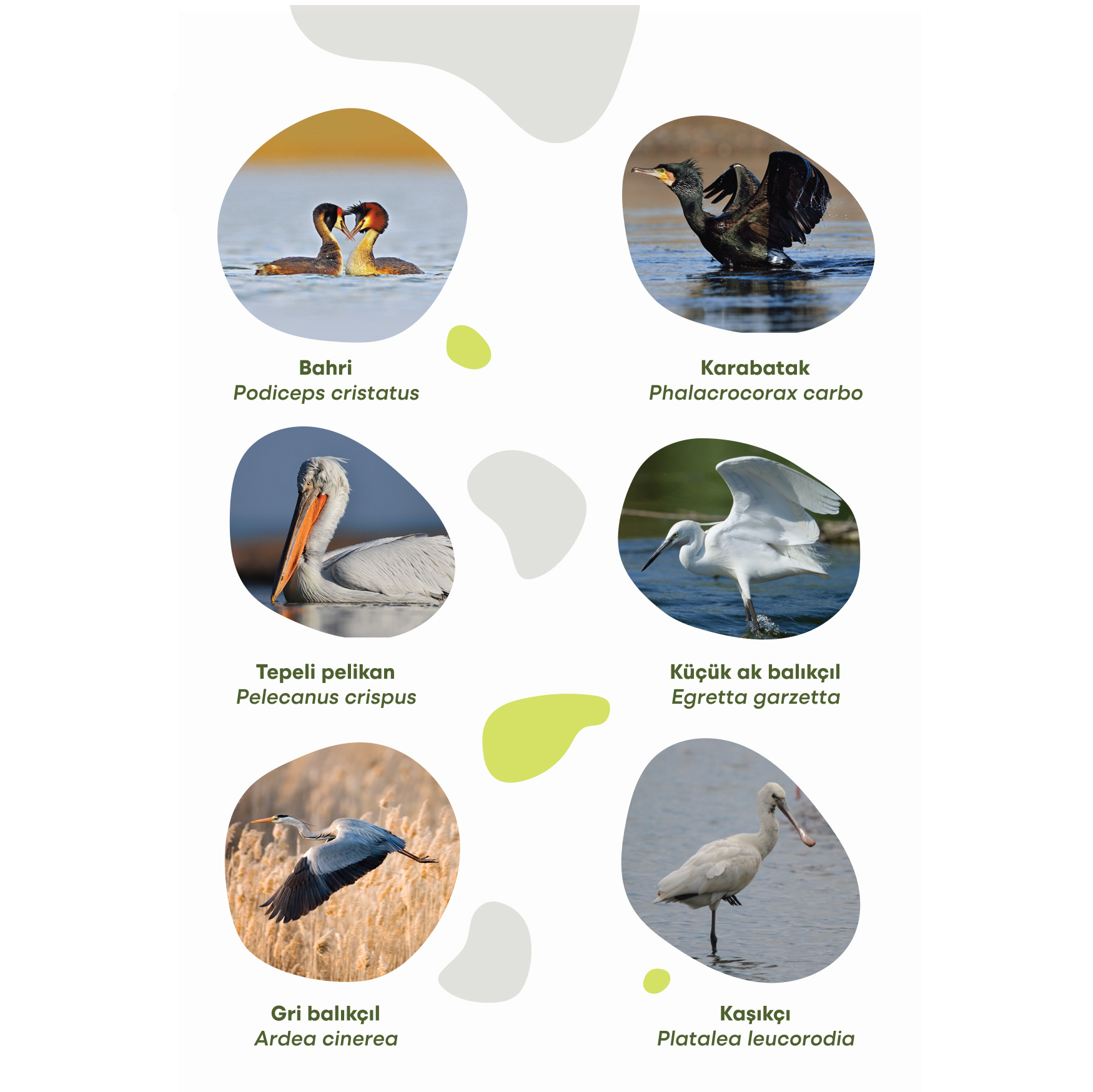 Kuş Gözlemcisinin<br>Not Defteri 4 Kuş Gözlemcisinin<br>Not Defteri - Görsel 4